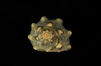 藏品(瘤珠螺)的圖片